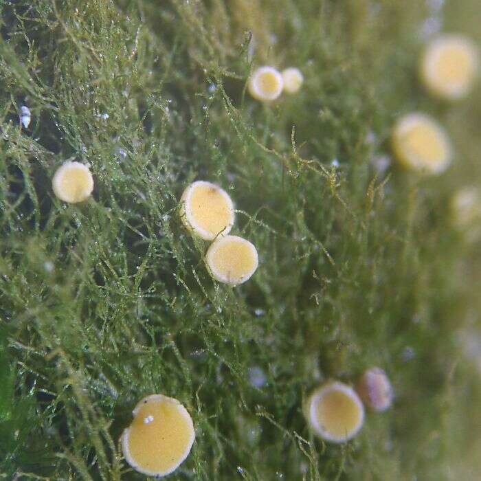 Image of Coenogonium lichens