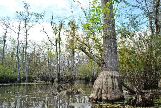 Image of tupelogum