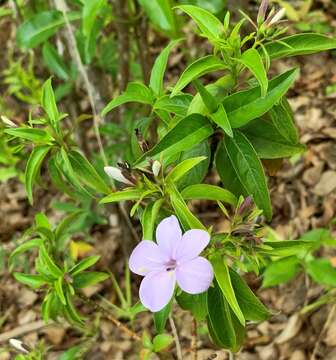 Plancia ëd Barleria observatrix J. Bosser & H. Heine