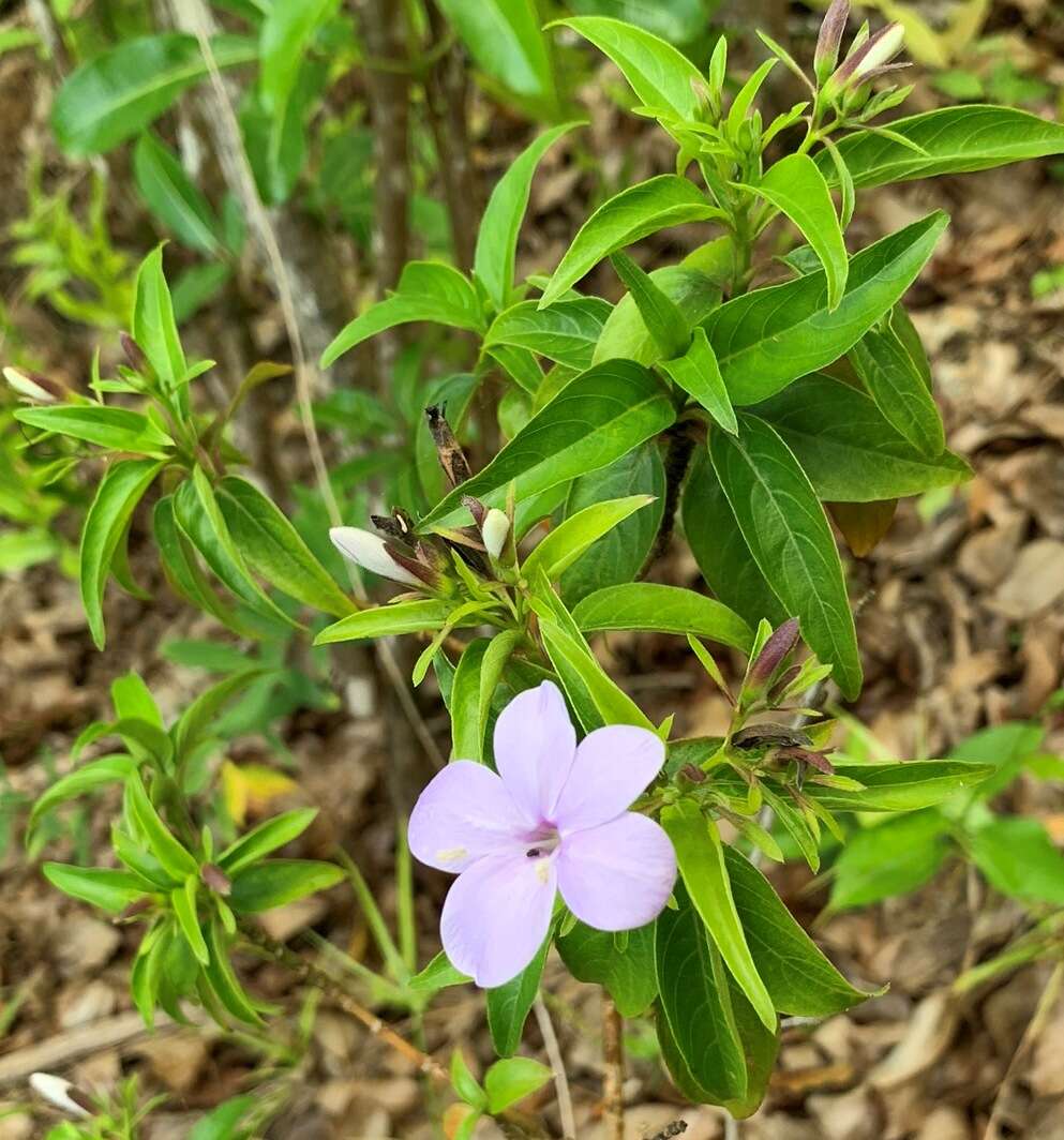 Imagem de Barleria observatrix J. Bosser & H. Heine