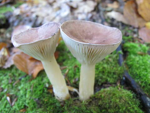 Image of funnel clitocybe