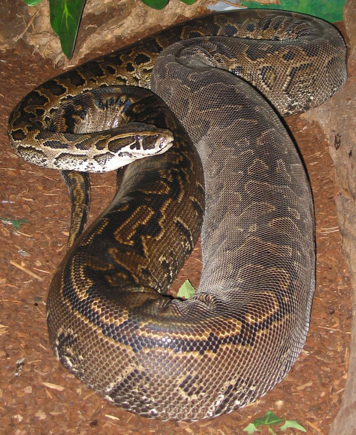 Image of African rock python