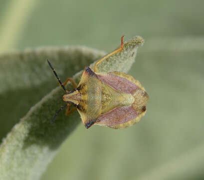 Image of <i>Carpocoris fuscispinus</i>