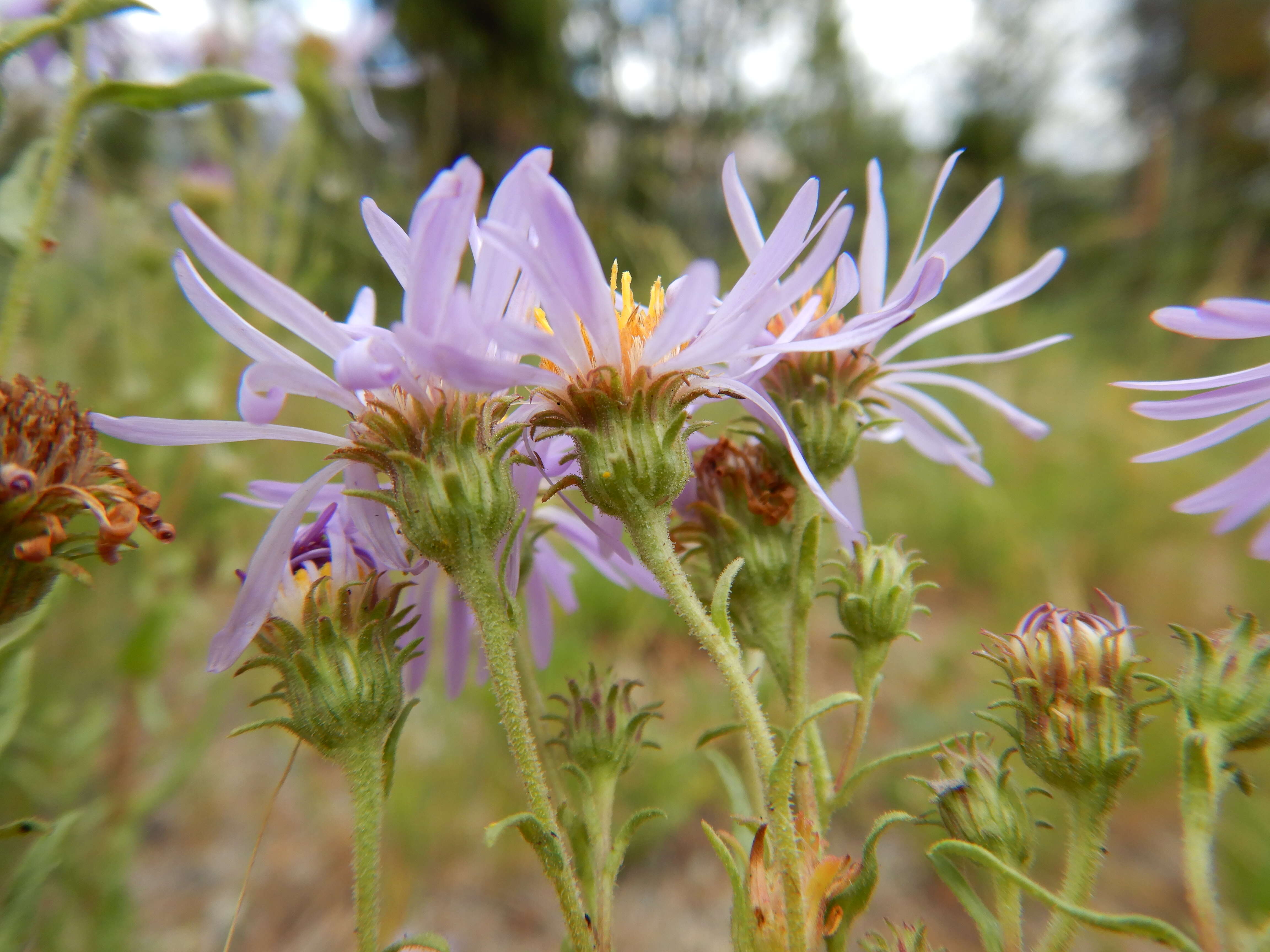 Image of western meadow aster