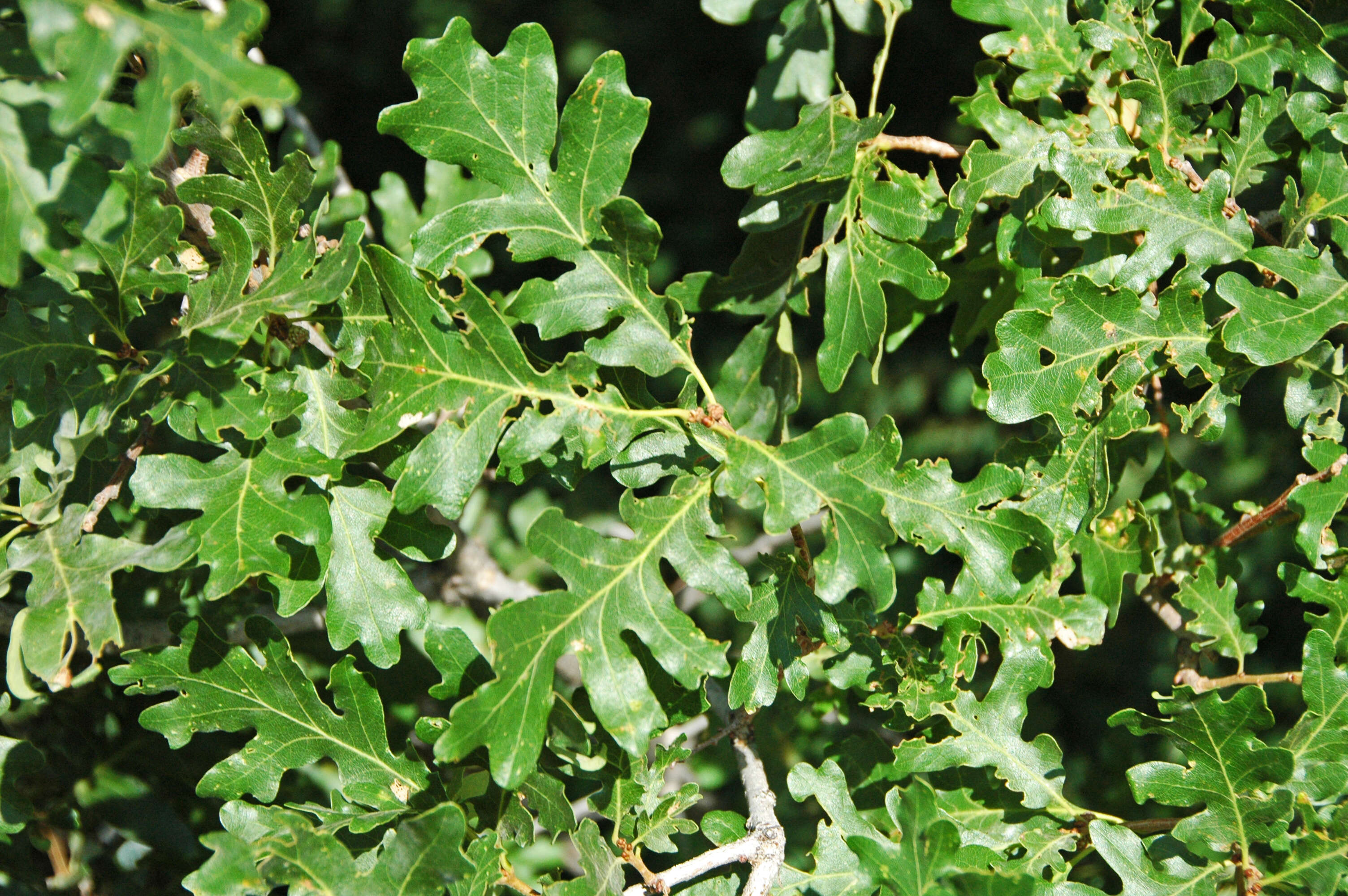 Image of Gambel Oak