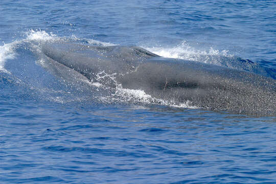 Image of Balaenoptera ricei