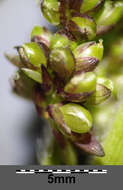Image of Japanese millet