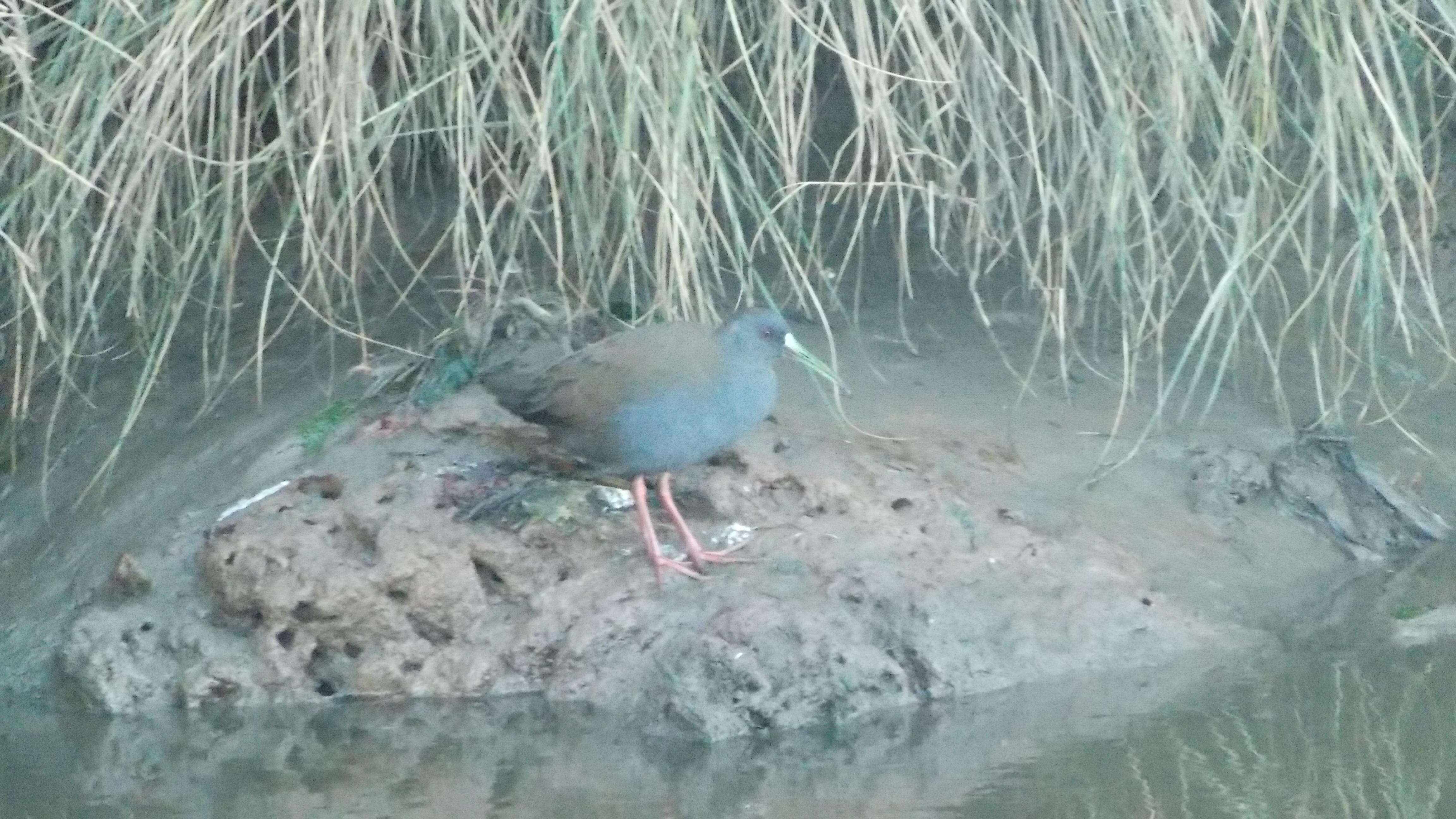 Image of Plumbeous Rail