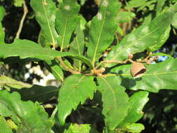 Image of Quercus turneri Willd.