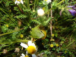 Image of Mediterranean Tree Frog