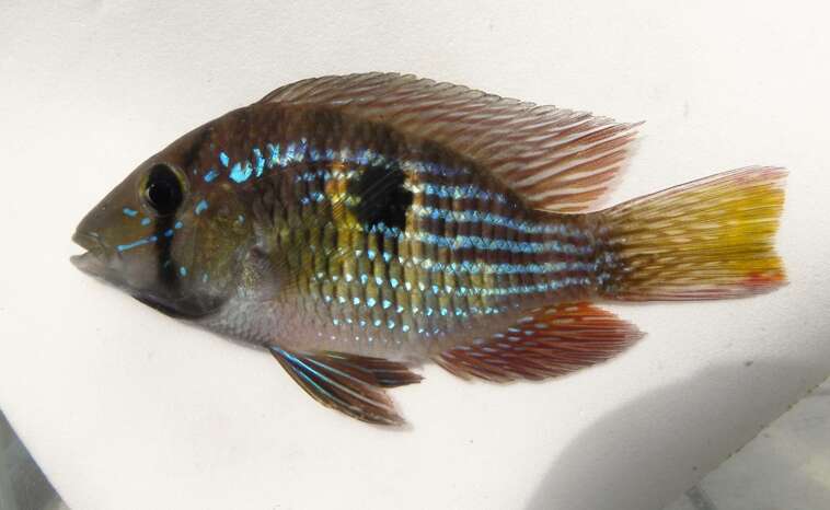 Image de Gymnogeophagus