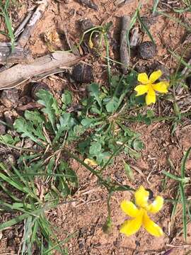 Image of Goodenia pinnatifida Schltdl.