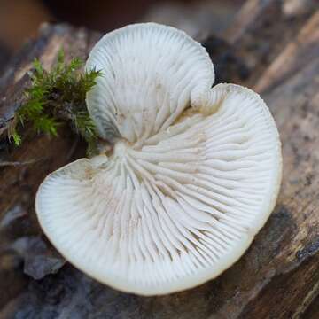 Image of Crepidotus mollis (Schaeff.) Staude 1857