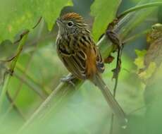 Image of Santa Marta Antbird