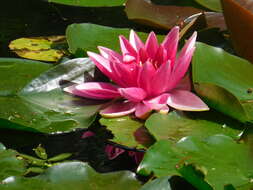 Image of waterlilies