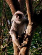 Sivun Trachypithecus margarita (Elliot 1909) kuva