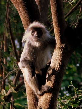 Image of Annamese langur