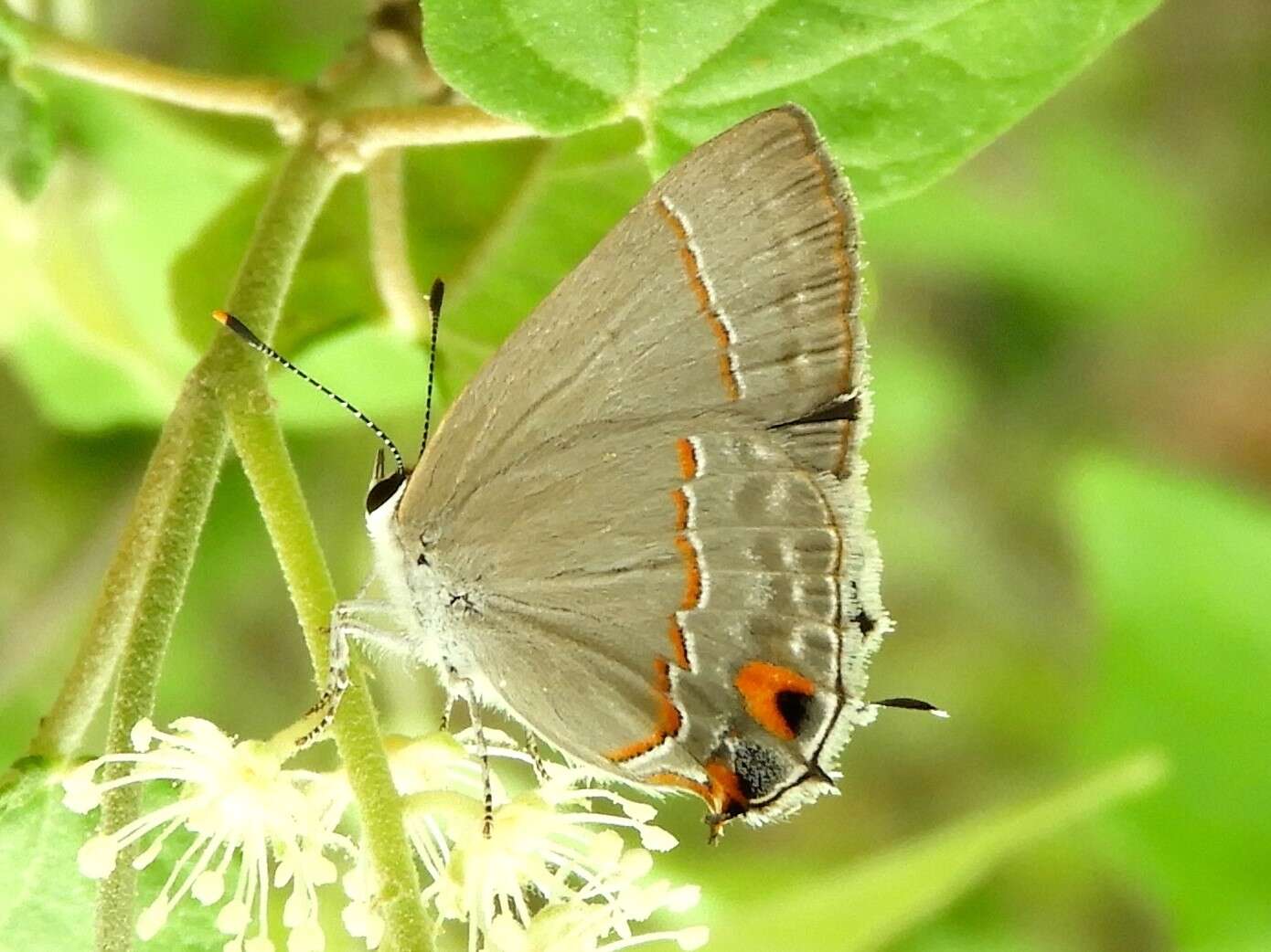 Image of Red-lined Scrub-Hairstreak