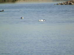 Image of avocet, pied avocet