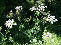 Image of bulbous chervil