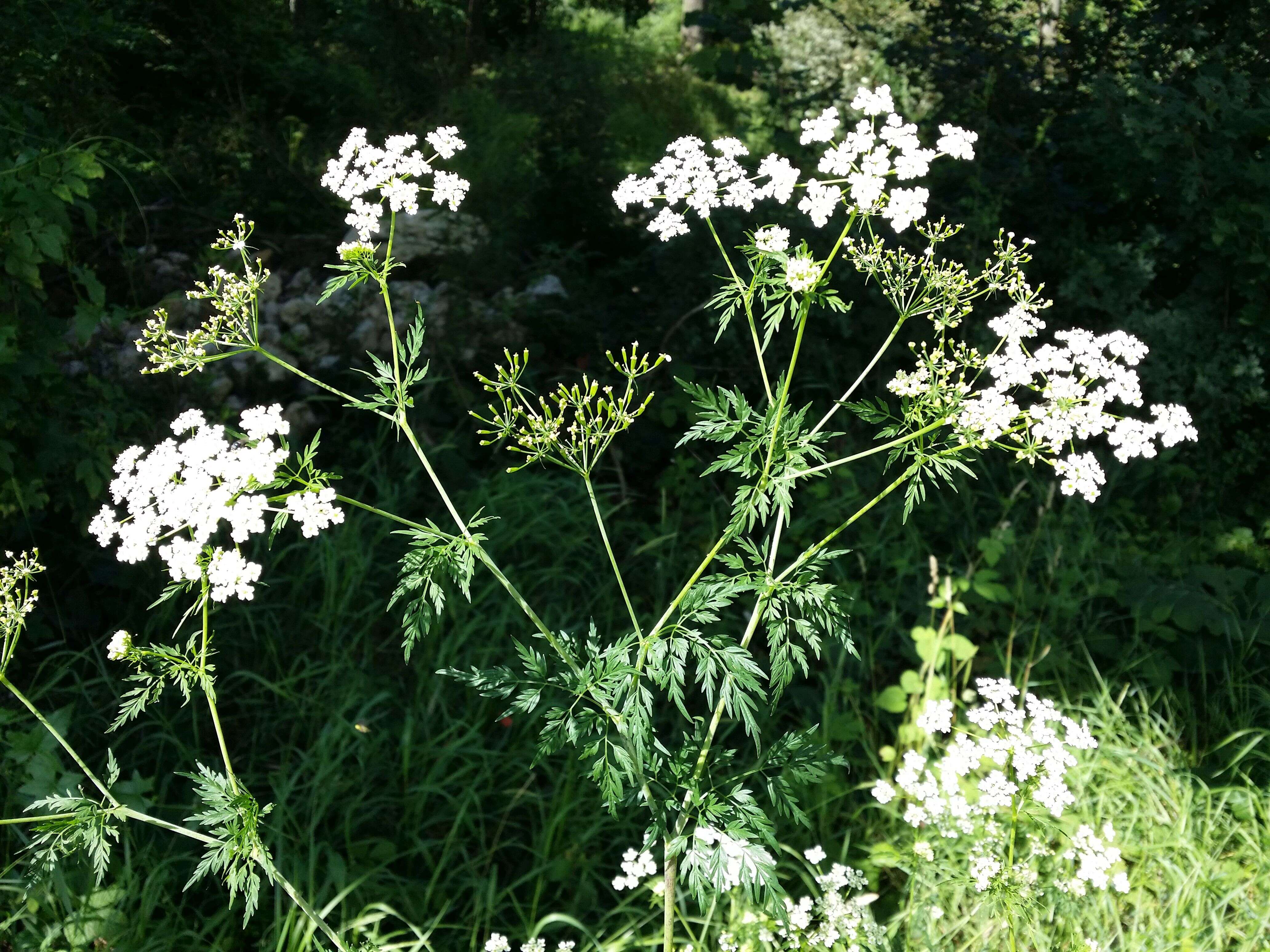 Image of bulbous chervil