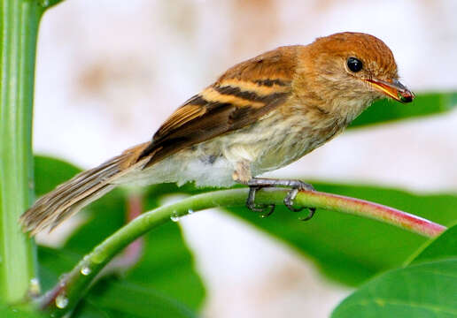 Image of Bran-colored Flycatcher