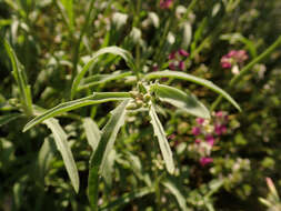 Image of night scented stock