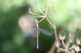 Image of Chalcolestes Kennedy 1920