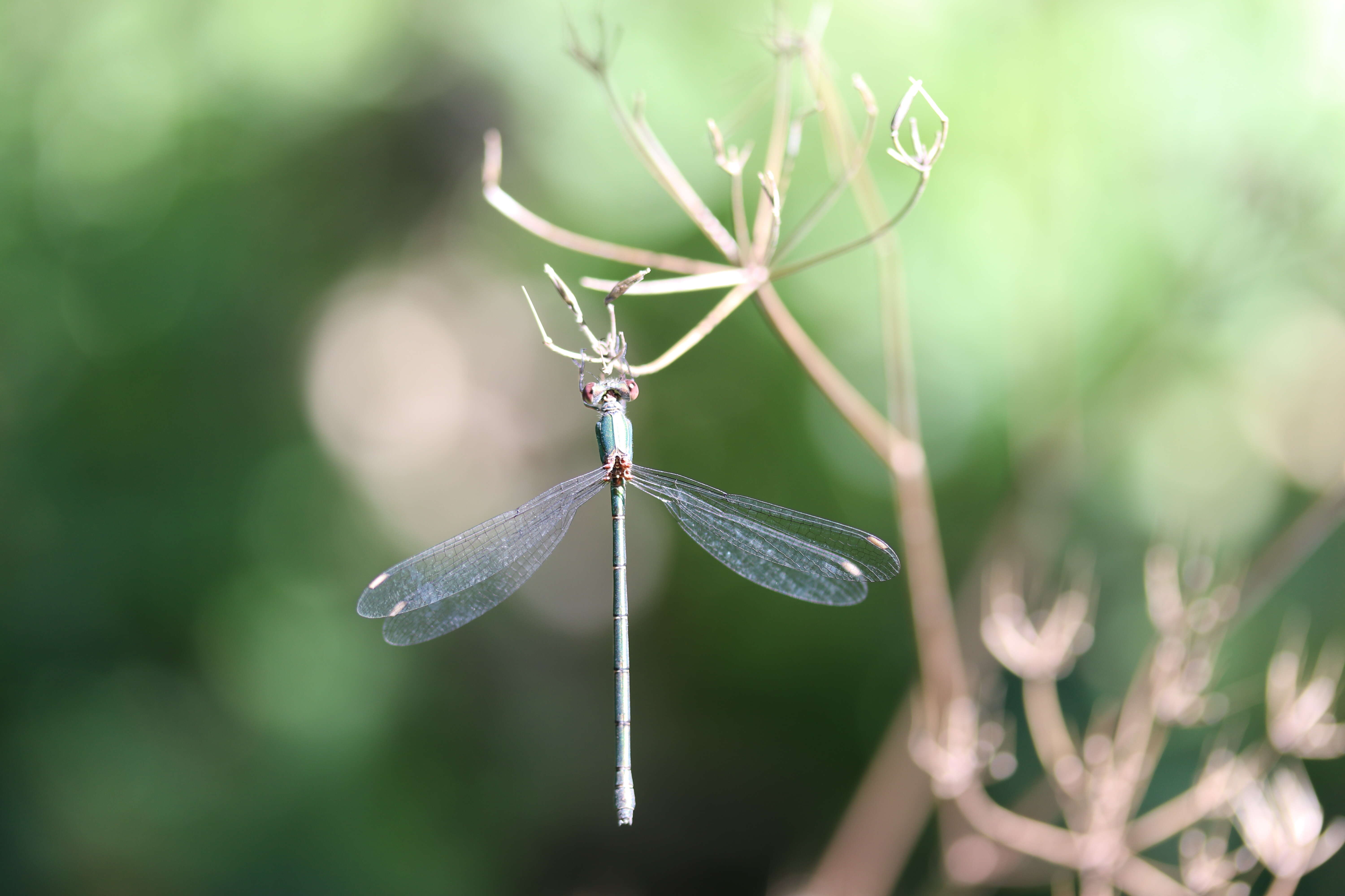 Image of Chalcolestes Kennedy 1920