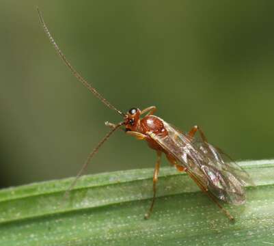 Image of Mesochorinae