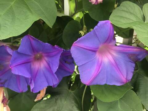 Image of whiteedge morning-glory