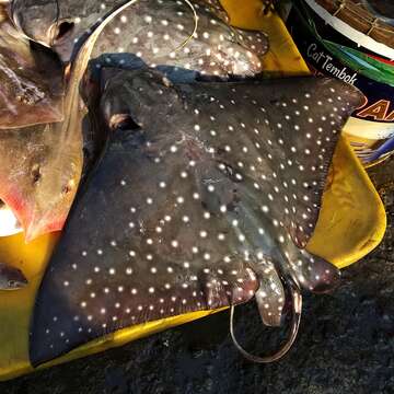 Image of Ocellated Eagle Ray