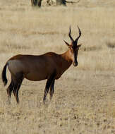 Image of Hartebeest