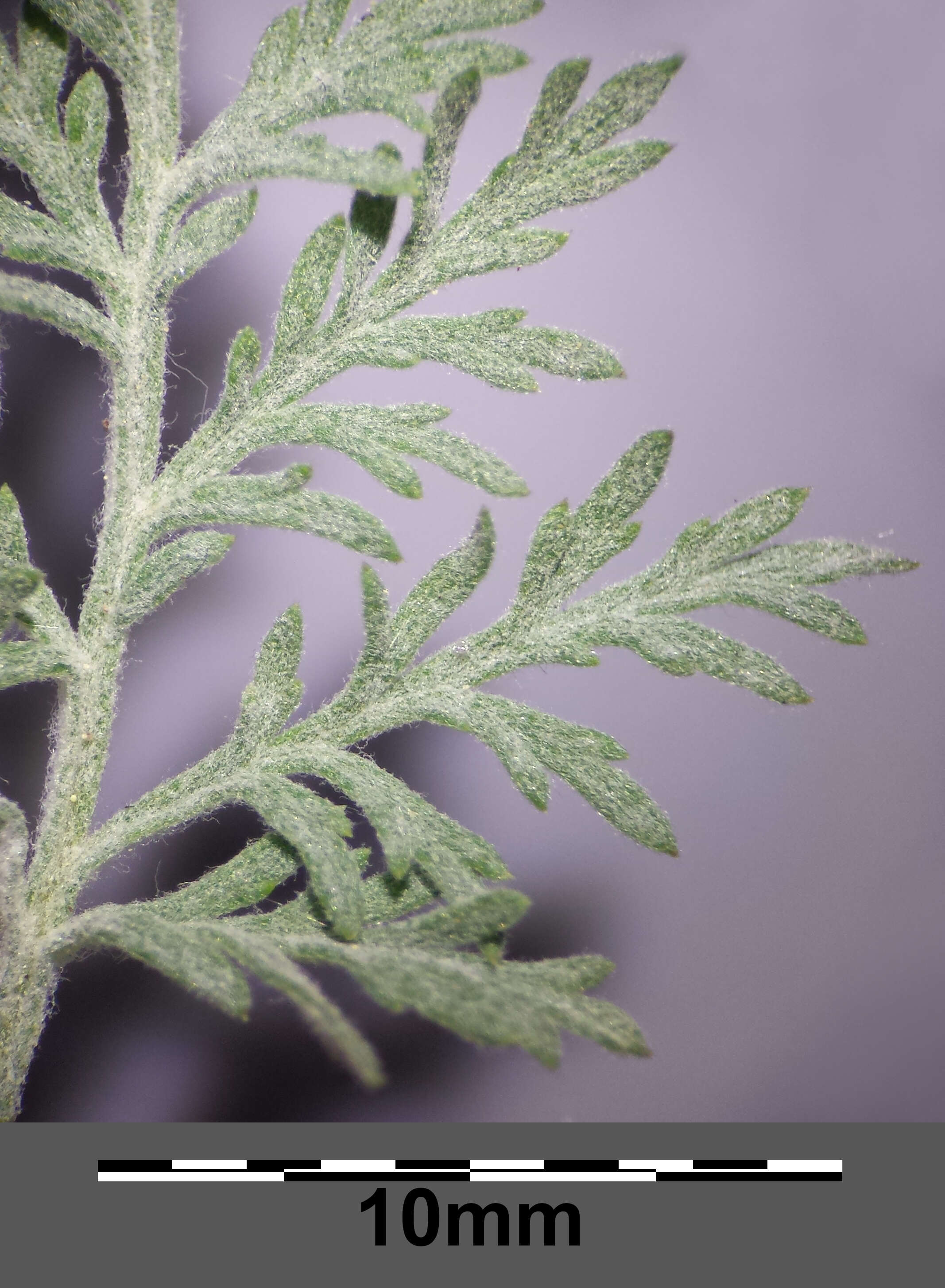 Image of Roman wormwood