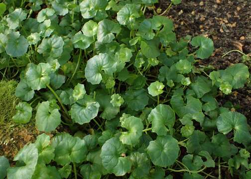 Image of Ivy-leaved Violet