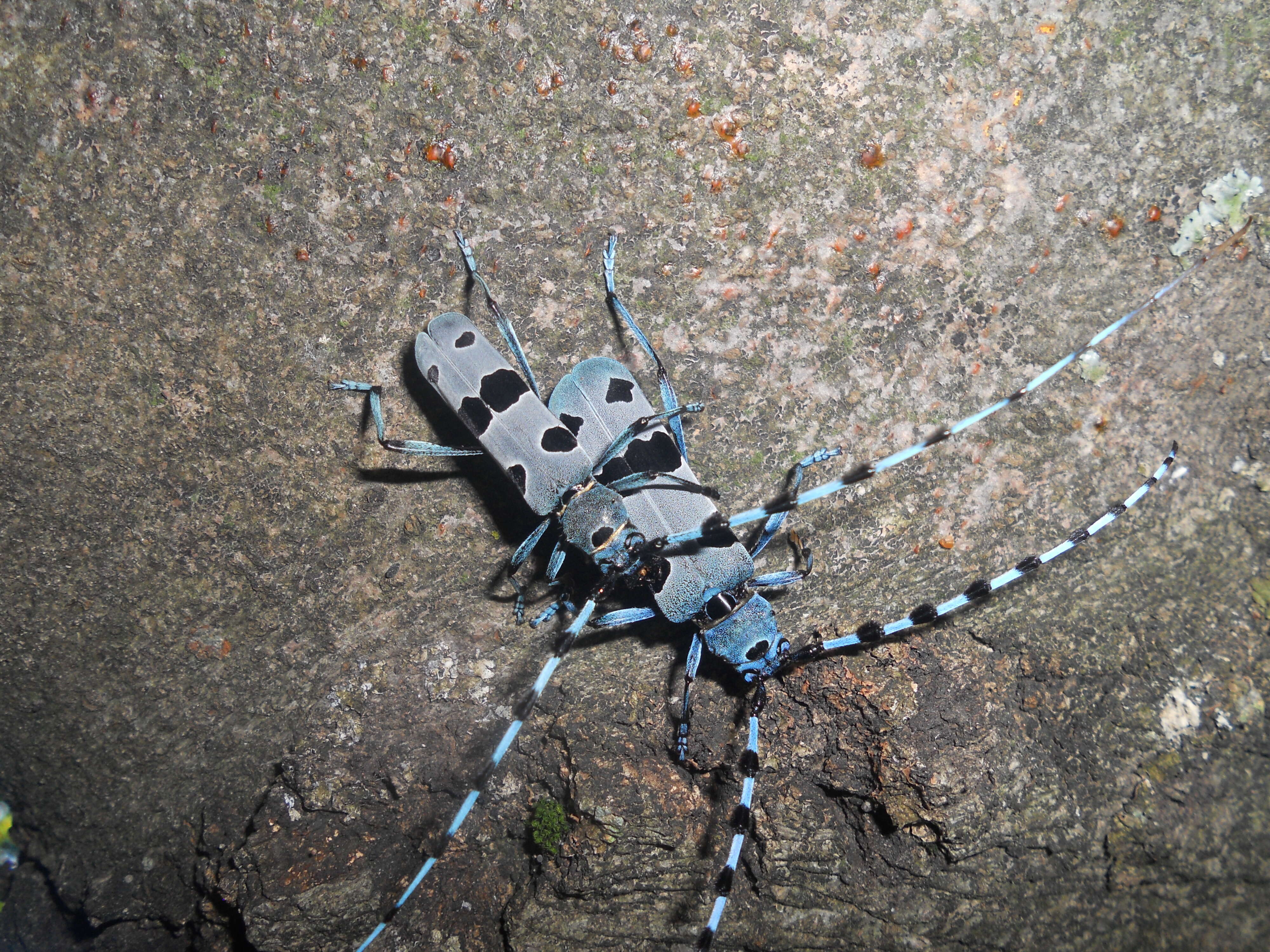 Image of Rosalia Longicorn