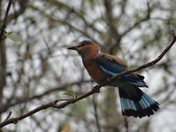 Imagem de Coracias benghalensis (Linnaeus 1758)