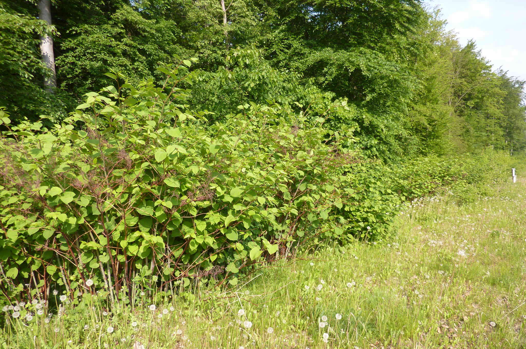 Image of Japanese Knotweed