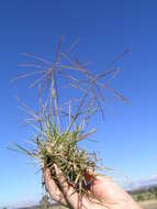 Image of Australian fingergrass