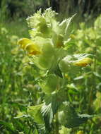 Image of European yellow rattle