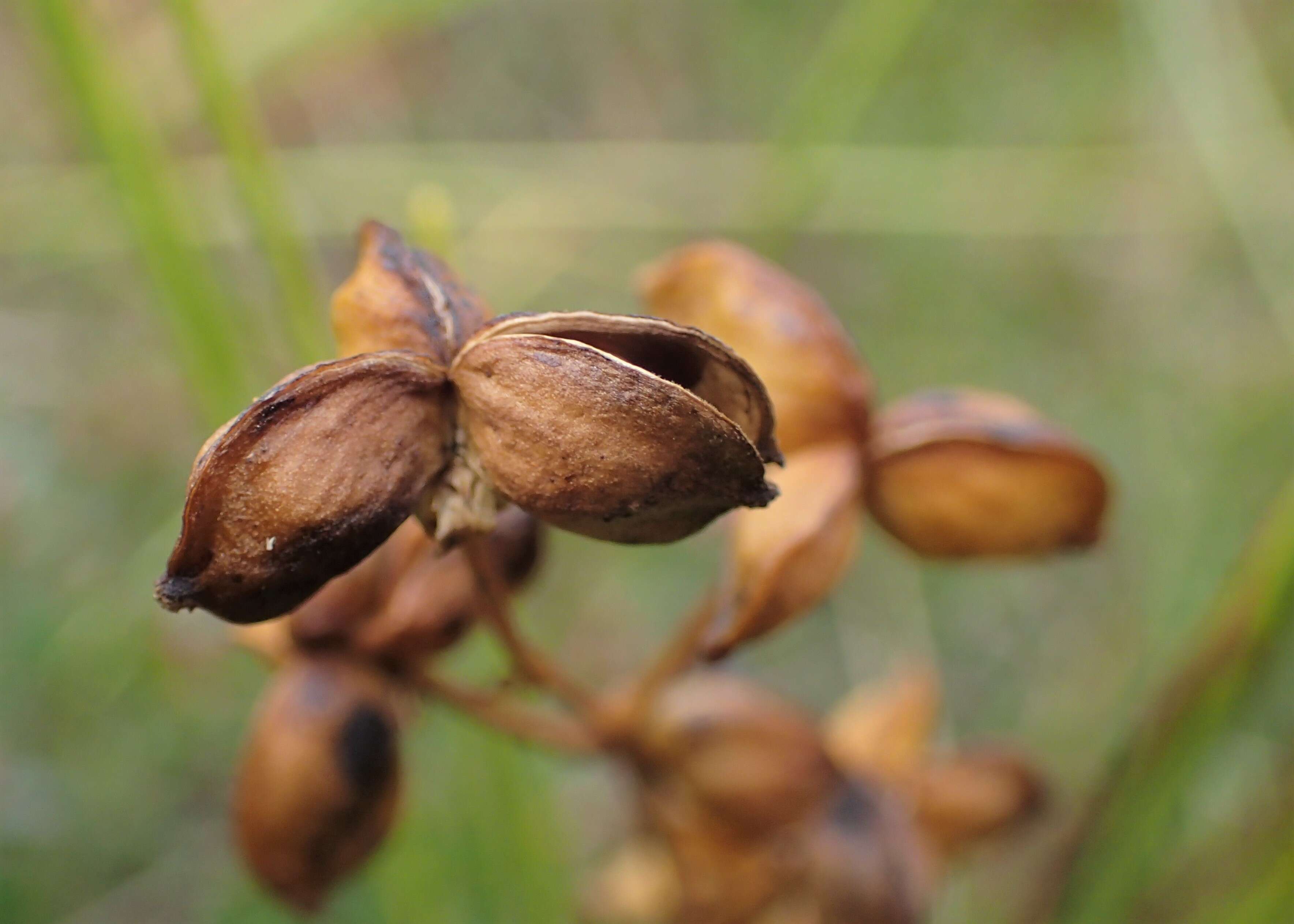 Image of pod-grass family