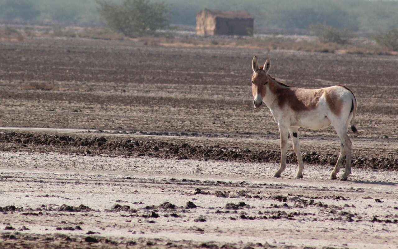 صورة Equus khur Lesson 1827