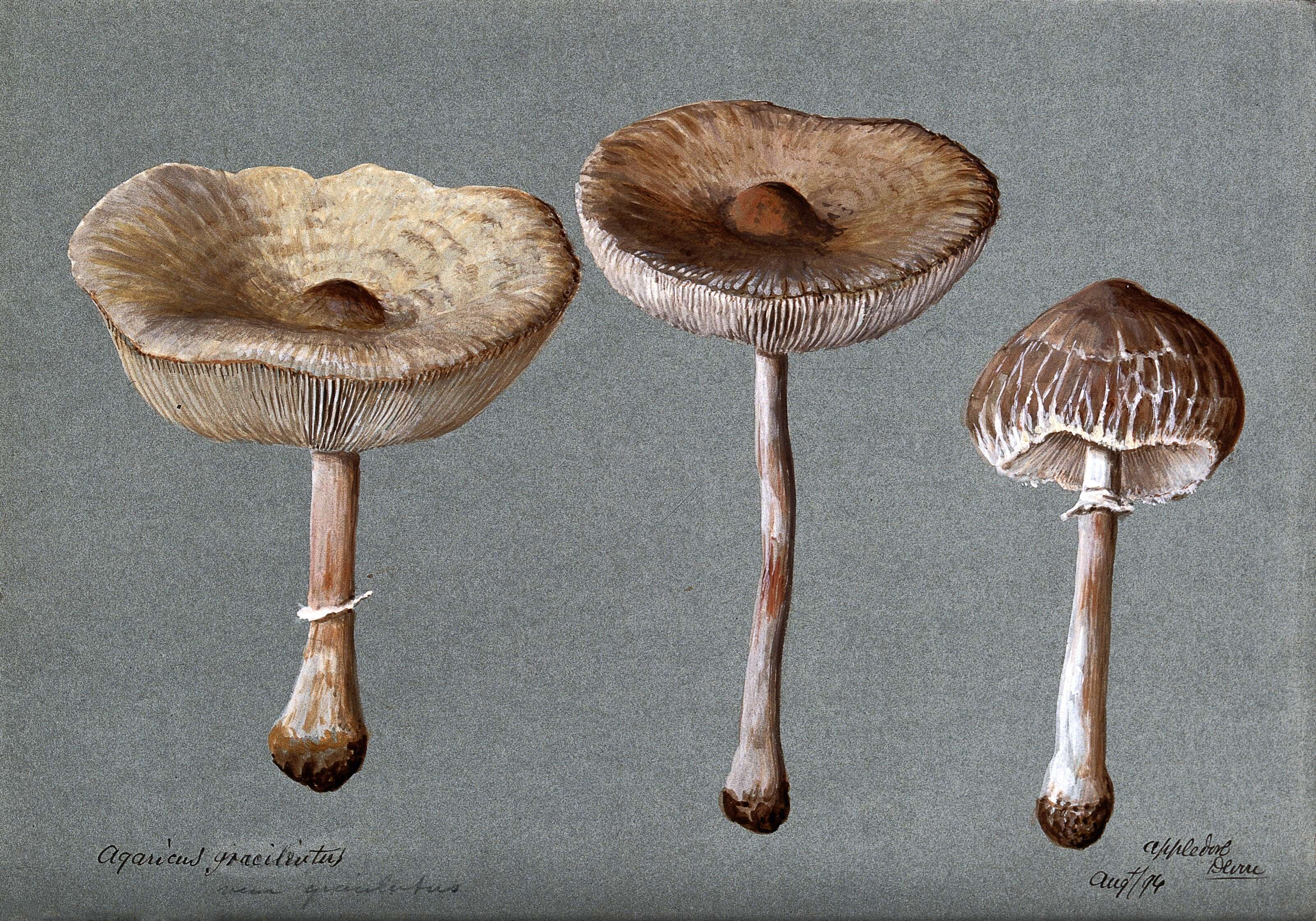 Слика од Macrolepiota mastoidea (Fr.) Singer 1951