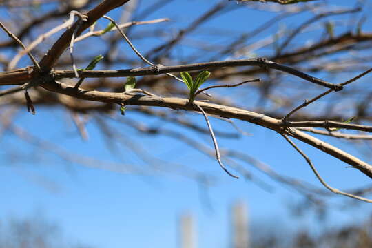 صورة Heptacodium