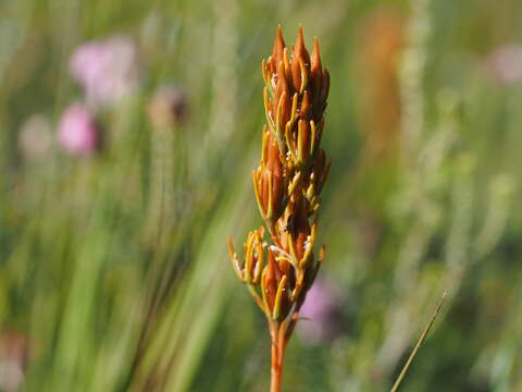 Image of Bog asphodel