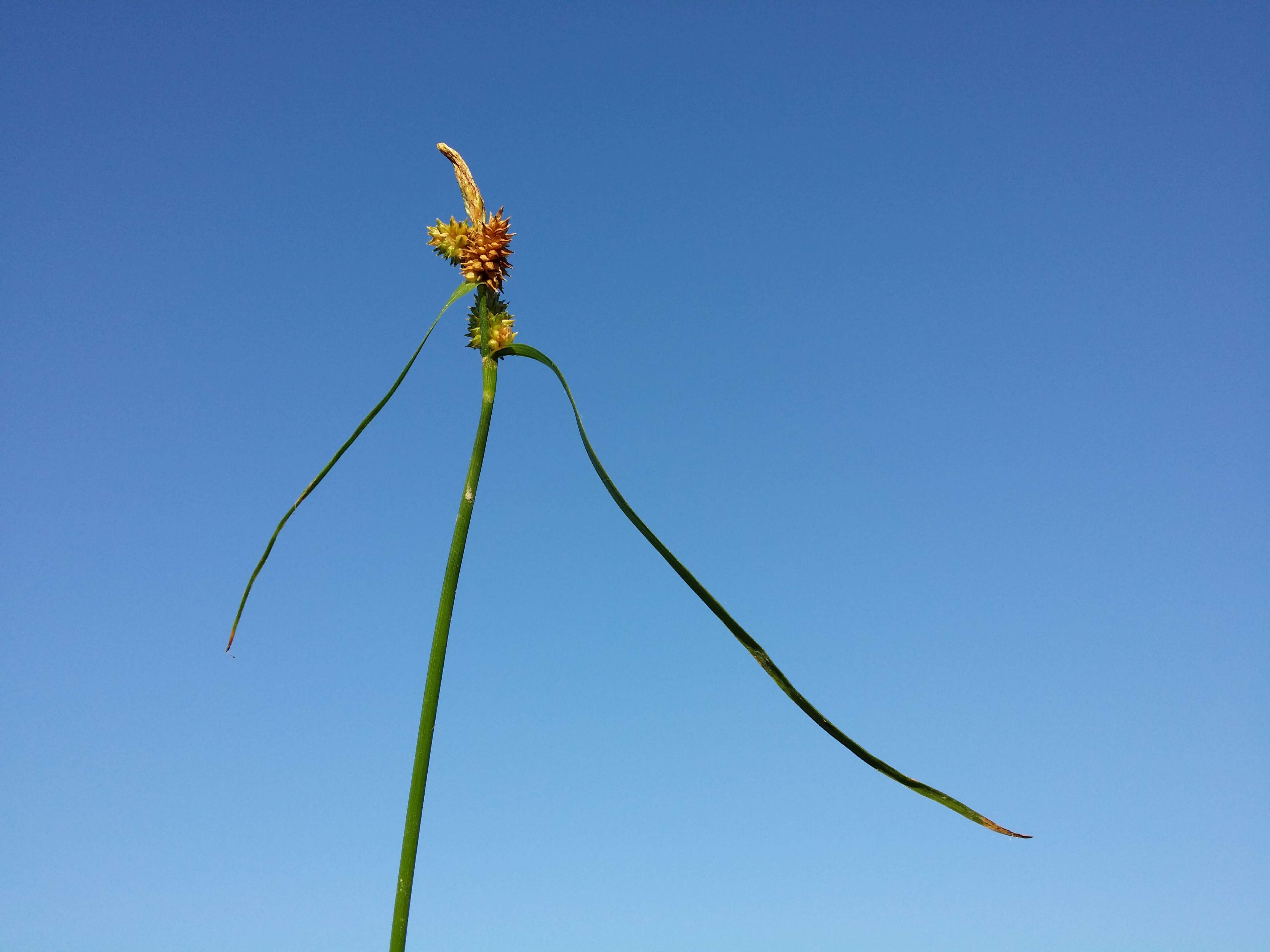 Image of Carex viridula