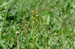 Plancia ëd Dactylorhiza viridis (L.) R. M. Bateman, Pridgeon & M. W. Chase