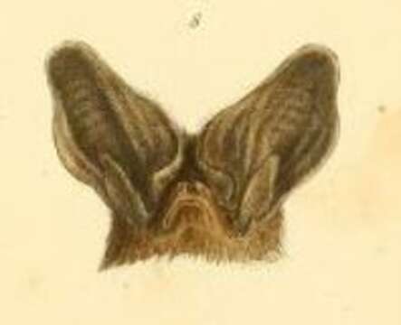 Image of Tropical Big-eared Brown Bat