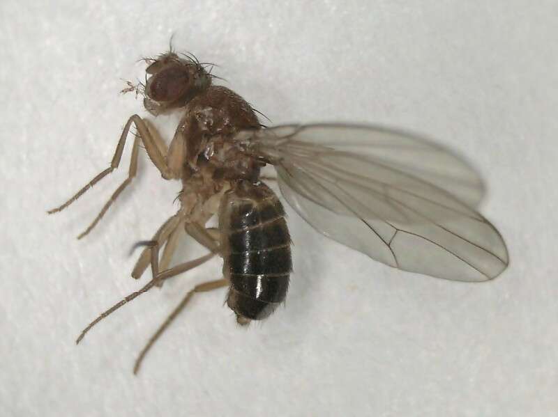 Image of Drosophila funebris (Fabricius 1787)