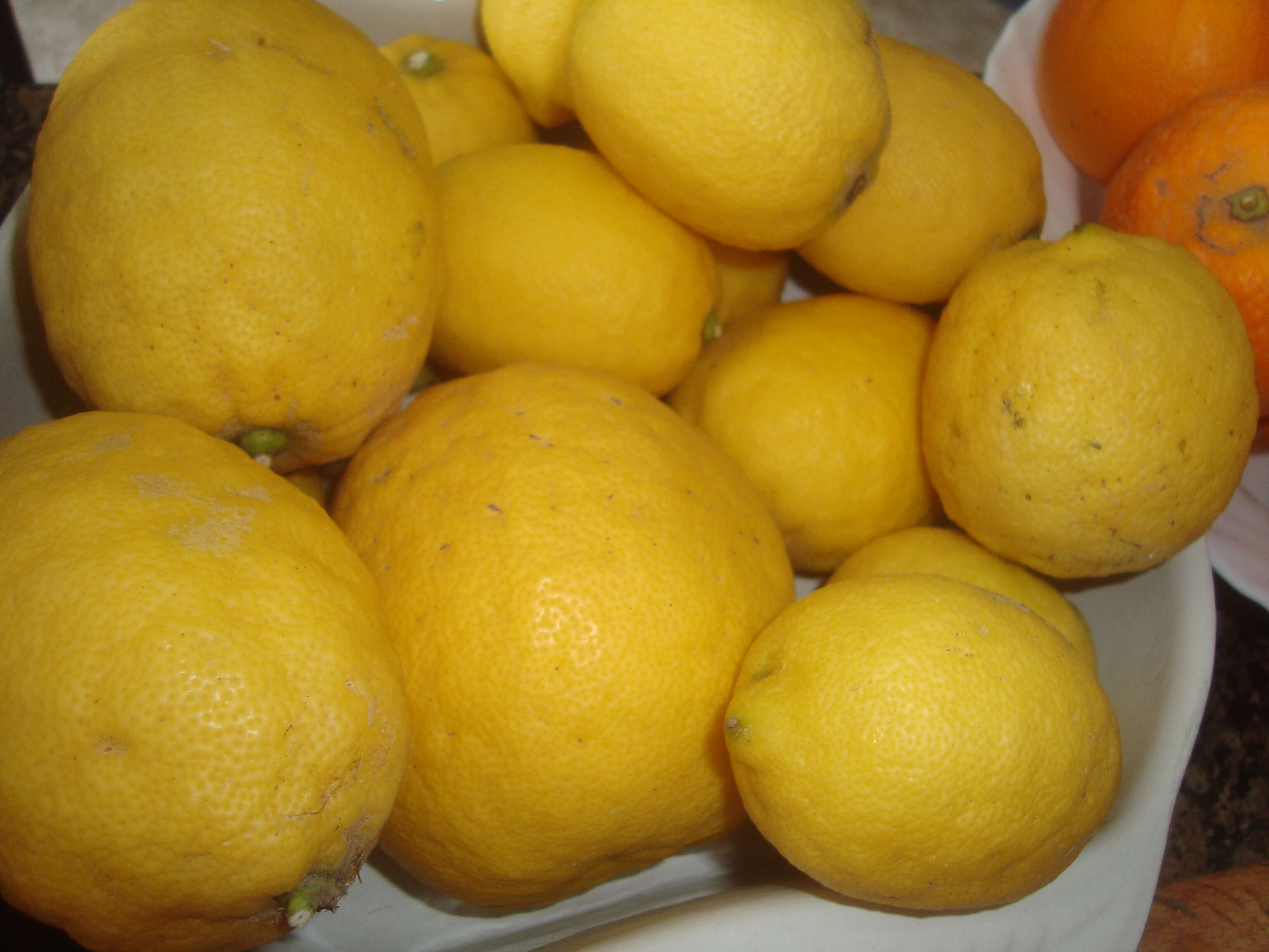 Image of Citrus × limon